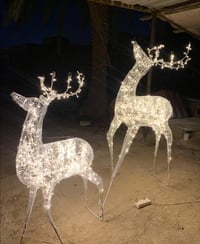 غزلان مضيئة • صغير وكبير • بابل الهاشمية