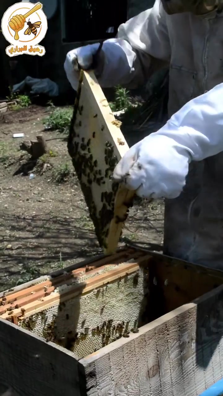 من قلب المنحلة.. شوفوا النحل وهو عم يشتغل على العسل قبل ما يختمه بالشمع! 🐝🍯
​هالمشاهد بتفرجينا دقة النحل ونظامه. 
وسؤالنا اليوم لمتابعينا: ليش النحل بيختم العسل بالشمع؟ شاركونا خبراتكم بالتعليقات! 👇
​للحجز والطلب،:
📞 العراق: 9647754224443+
📞 سوريا: 963937619206+
​#عسل #نحل #عسل_طبيعي #سوريا #العراق #عسل_أصلي


**إذا كنت صاحب هذا الإعلان وتريد حذفه لأي سبب، رجاءا أرسل رسالة إلى الدعم الفني**