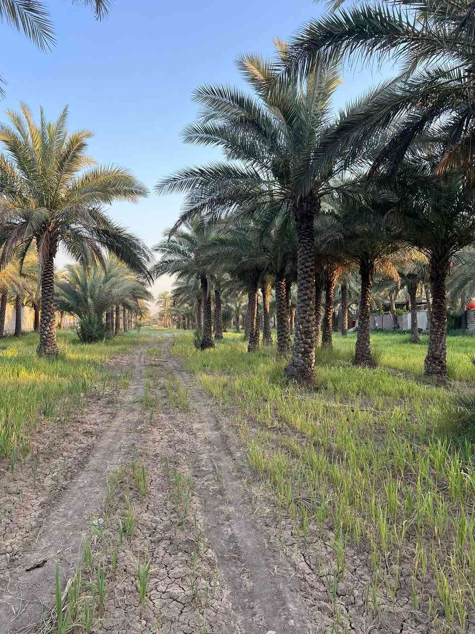 السلام عليكم 8 دونم للبيع طابو زراعي سند 25 تحويل مباشر✅✅
العنوان كربلاء طريق طوريج بسايد الخروج عامود 265 ✅

واجه الارض 35 متر ✅✅

الارض مخدومه ✅✅

الارض تصلح الاستثمار او سكن كولشي تصلح ✅✅✅

للأستفسار آكثر الأتصال على أرقآم التأليه 

0️⃣7️⃣7️⃣2️⃣5️⃣9️⃣8️⃣1️⃣9️⃣4️⃣5️⃣ابو باقر

0️⃣7️⃣8️⃣0️⃣8️⃣9️⃣9️⃣8️⃣8️⃣1️⃣8️⃣

0️⃣7️⃣7️⃣1️⃣9️⃣8️⃣0️⃣8️⃣1️⃣6️⃣5️⃣ابو علي 

وكذالك نستقبل جميع العروض لديكم في كافه مناطق كربلاء المقدسه ✅

#الجميع


**إذا كنت صاحب هذا الإعلان وتريد حذفه لأي سبب، رجاءا أرسل رسالة إلى الدعم الفني**