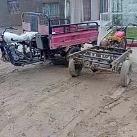 ستوتات • بدون اوراق • حفريه صويره