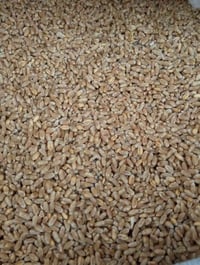 حنطه للبيع دجله باجران جيل الثالث ‏‪07715475746‬‏