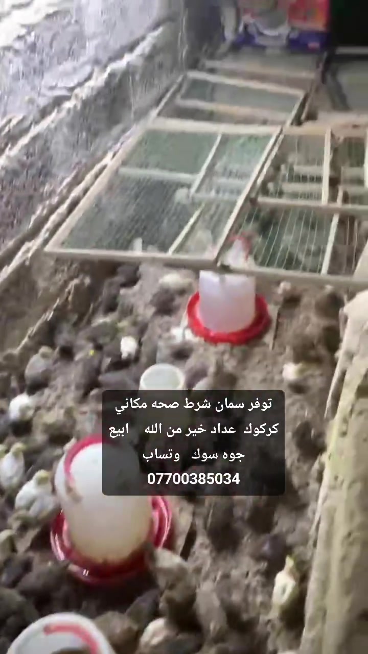 توفر سمان شرط صحه مكاني كركوك  عداد خير من الله    ابيع جوه سوك   وتساب ***********

