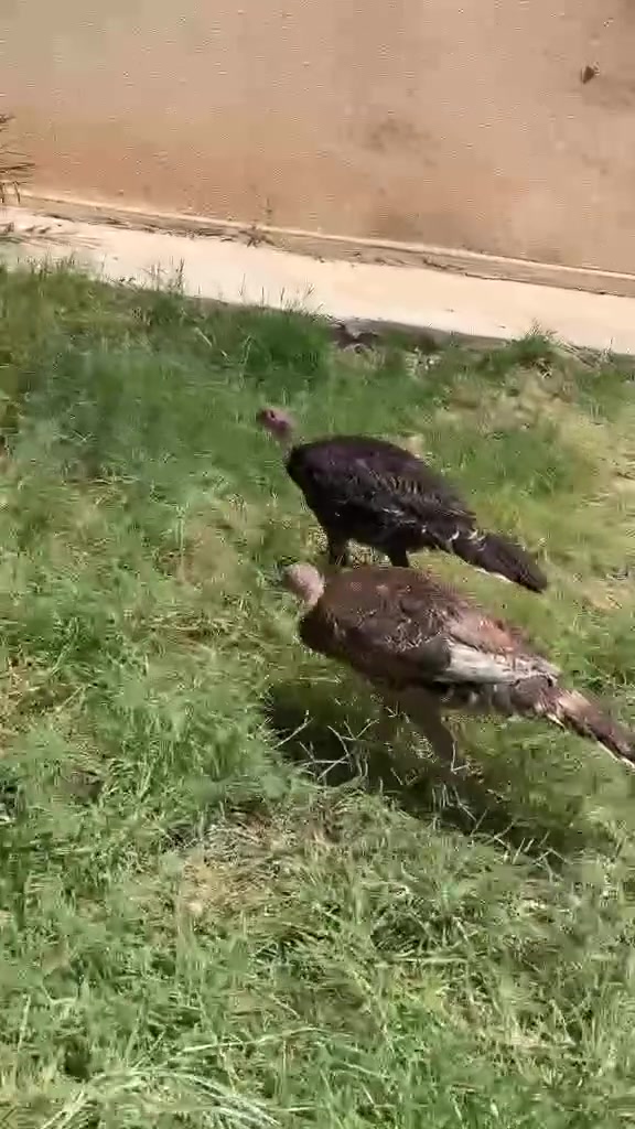متاح بصره 2 شرط مكفولات من اي عيب اريد ابدلهن بدجاج عرب


**إذا كنت صاحب هذا الإعلان وتريد حذفه لأي سبب، رجاءا أرسل رسالة إلى الدعم الفني**