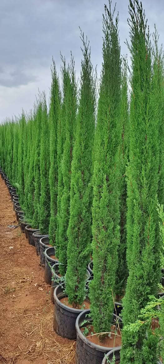 🔥🌲عروض وخصم خاص على شجر سرو🌲🔥
🔥🌲سرو توتم ايطالي النخب الاول بالمملكة 🌲🔥
🔥🌲متوفر شجر سرو عامودي توتم ايطالي 🌲🔥
🔥🌲جميع الاحجام الأسعار مناسبه للجميع 🌲🔥
🔥🌲خدمة توصيل مجانآ إلى جميع انحاء المملكه🔥 بس 9 دنانير🔥
للتواصل📞 0778240814 عمان, محافظة عمان


**إذا كنت صاحب هذا الإعلان وتريد حذفه لأي سبب، رجاءا أرسل رسالة إلى الدعم الفني**