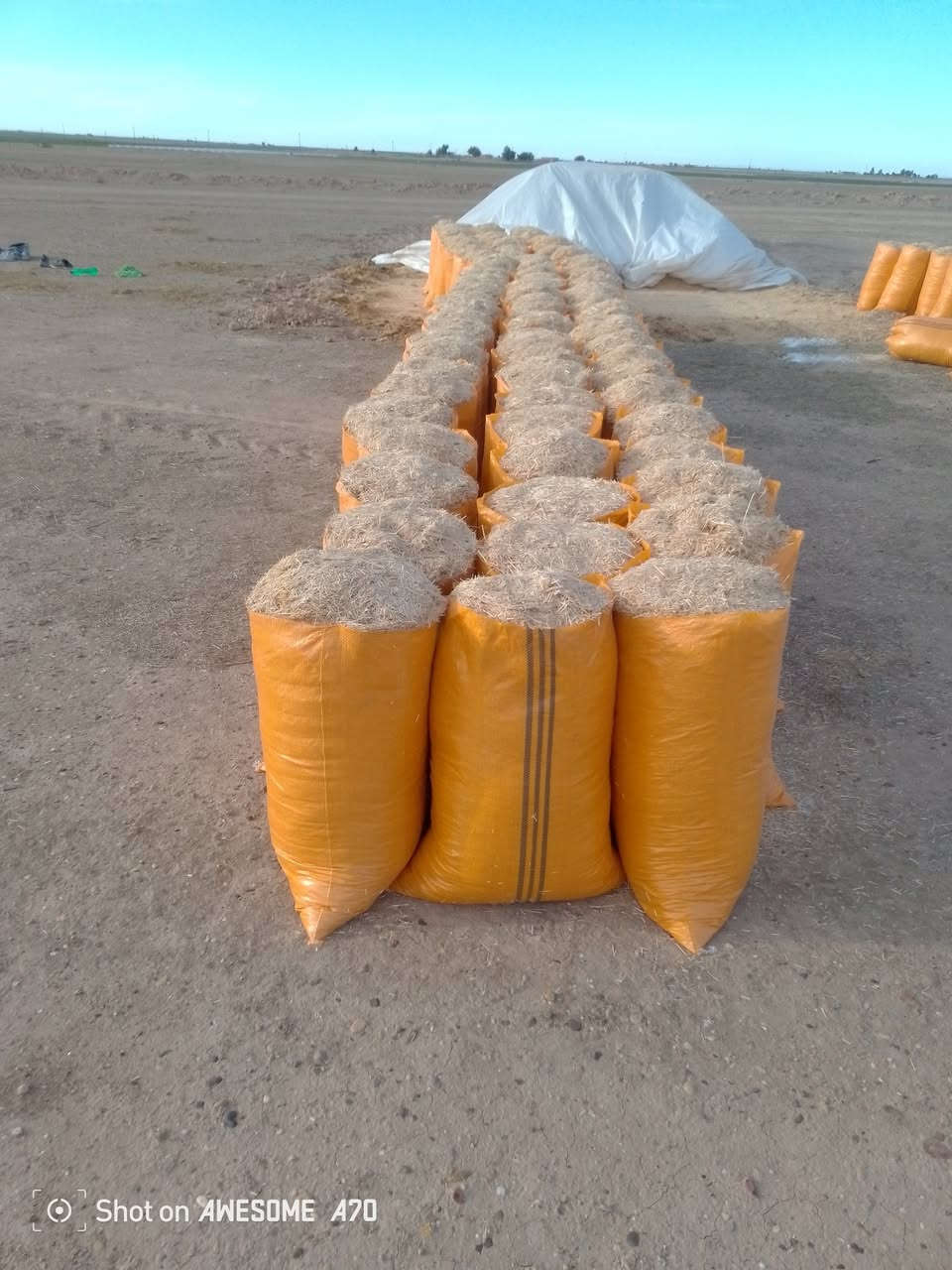 تبن سامراء درجه اوله كيس حجم 60 السعر الزوج 3 ونص مطروح بلمكان بسامراء تصل وتدلل  لستنه الوحيدين لاكن الفضل الكميه محدوده سارع بل حجز تصل عل رقم ***********
