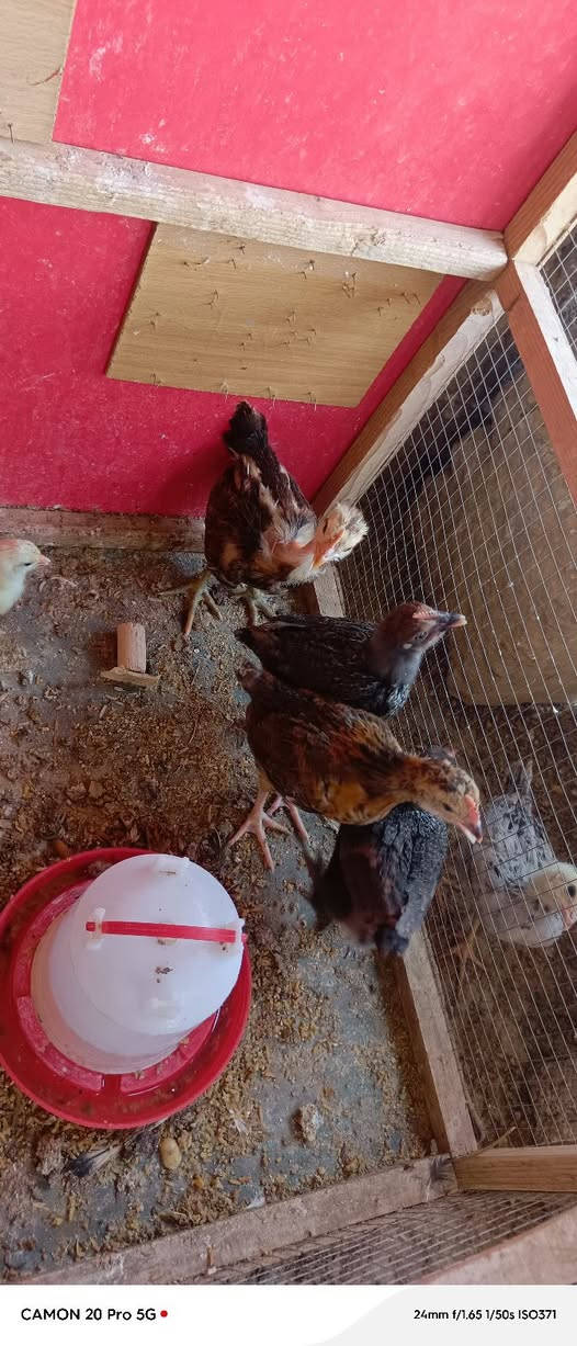 لبيع زوج ب6


**إذا كنت صاحب هذا الإعلان وتريد حذفه لأي سبب، رجاءا أرسل رسالة إلى الدعم الفني**