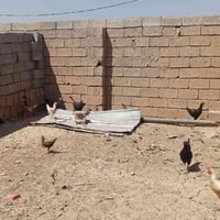 دجاجات • للبيع • خاص