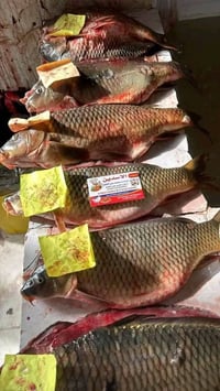 سمج • حجز • مراسلة