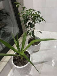 مرجوحه • ثنتين • أربيل