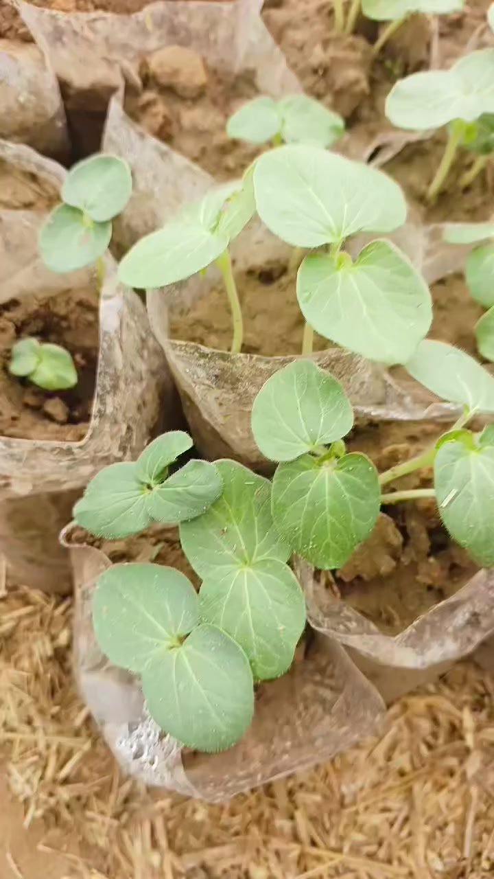 شەتڵی بامێی 12 ئیمام بیبەری تون باینجانی خۆماڵی بەردەستە  گەیاندن بەخۆڕایی  بۆ حیجز کردن   نامە بنێرە لەخزمەت تانین


**إذا كنت صاحب هذا الإعلان وتريد حذفه لأي سبب، رجاءا أرسل رسالة إلى الدعم الفني**