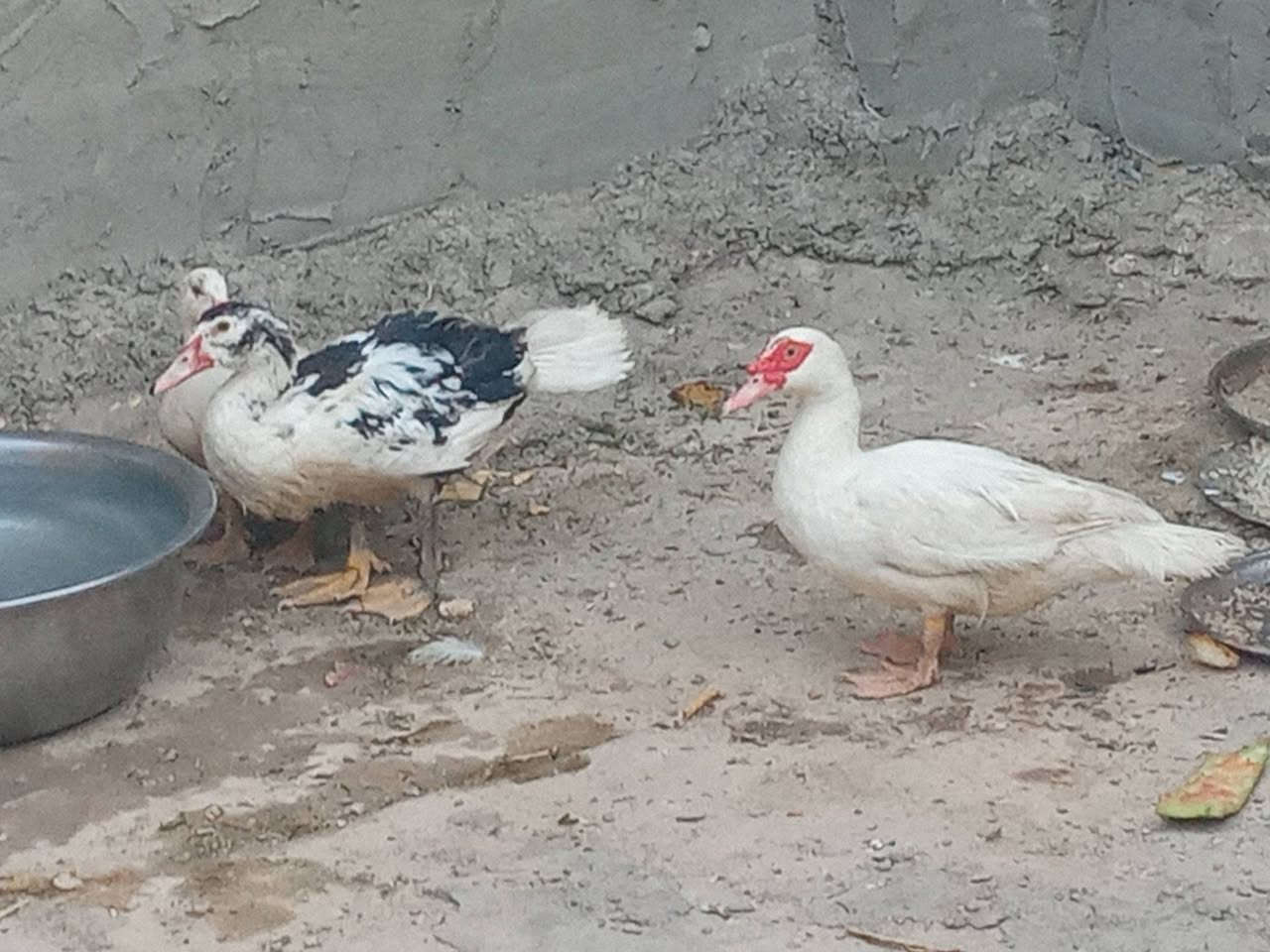 4 بشوش الزوج ب25 
***********
نجف
