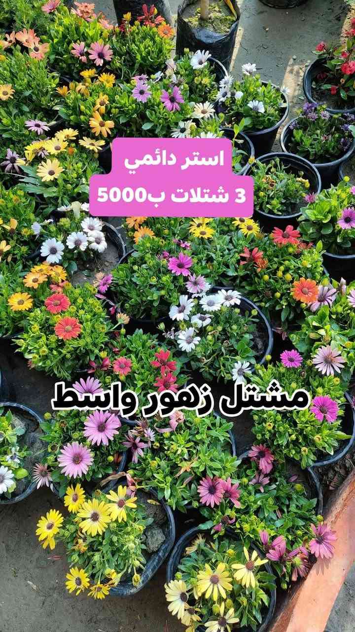 🌿 عرض خاص ومميز 🌿
3 شتلات بسعر 5000 فقط!
جدد حديقة بيتك بأجمل النباتات وبسعر ما يتفوت 🌱✨
#العرض_لفترة_محدودة_سارع_بالحجز 
يفتح المشتل طيله ايام الاسبوع من الساعه 8:00 صباحا والى الساعه 10:00 ليلآ
#مشتل_زهور_واسط العنوان كوت فلكه الحاوي شارع مجمع دمشق الطبي مقابل ابتدائية الكوت للتعليم الأساسي #يوجد_توصيل_داخل_الكوت
*********** لطلب والاستفسار واتساب  او مراسله الصفحه الشخصيه بلال الواسطي🌹😊
