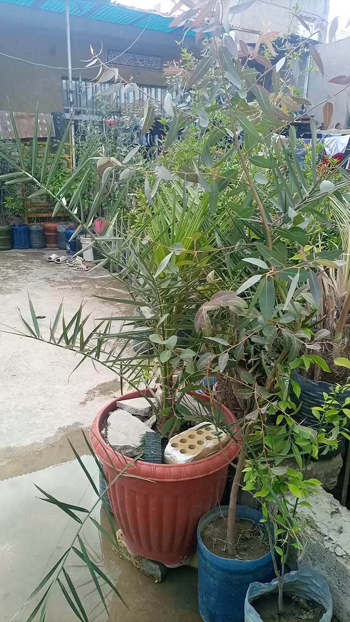 نصف دار١٠٠متر للبيع المدخل الاول الي يم الغسل والتشحيم قريب على السوك الجديد السعر ٣٨مليون رقم الهاتف ***********
