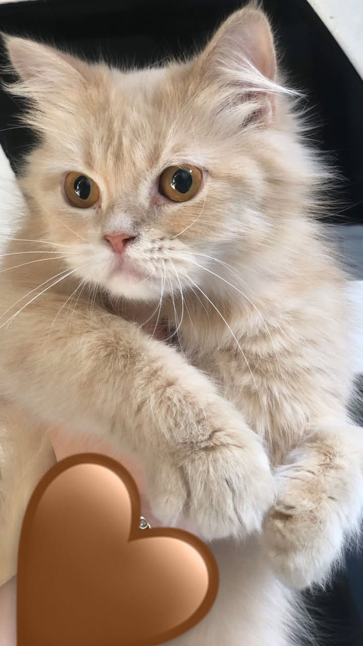 قطه انثى عمرها سنه طالبه تزاوج للبيع 30 الف عنوان بغداد


**إذا كنت صاحب هذا الإعلان وتريد حذفه لأي سبب، رجاءا أرسل رسالة إلى الدعم الفني**