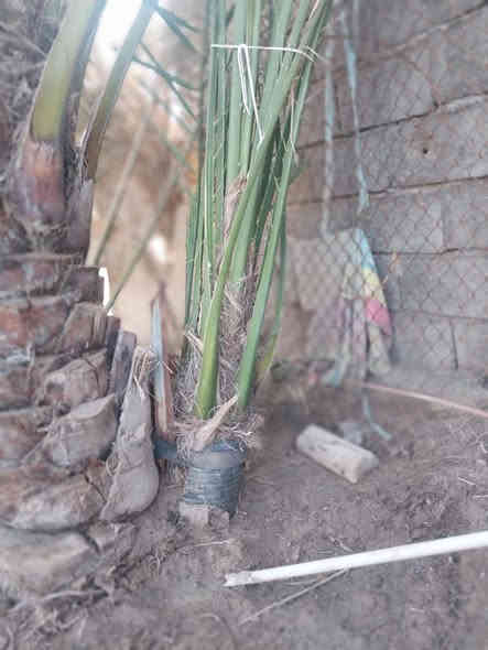 فسائل برحي حر البيع حمالات العنوان بصره شط العرب الفيحاء ***********
