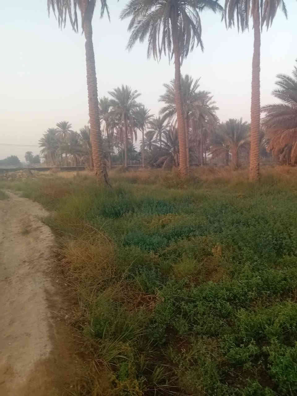 عرصات للبيع طابو بستان وحسب الطلب من ١٠٠ للحد ٥٠٠ متر وكافه الخدمات من ماء وكهرباء وشوارع تبليط موقع دوانيه بستان حيدر ابن حجي هندي حولي الخصيمه سارع بالحجز للاتصال علي الرقم ***********
