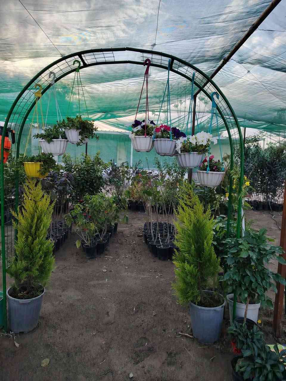 السلام عليكم
عرض اليوم
سرو ليموني  الخارجي  
 القطعه اب 25 الف
وتوفر ايضا قوس حدائق
القطعه اب 20
توصيل موجود للمناطق القريبه
الموقع /قضاء الخالص _ناحيه هبهب _عرب شوكه قرب مندي ماجد

واتس او للاتصال
***********
