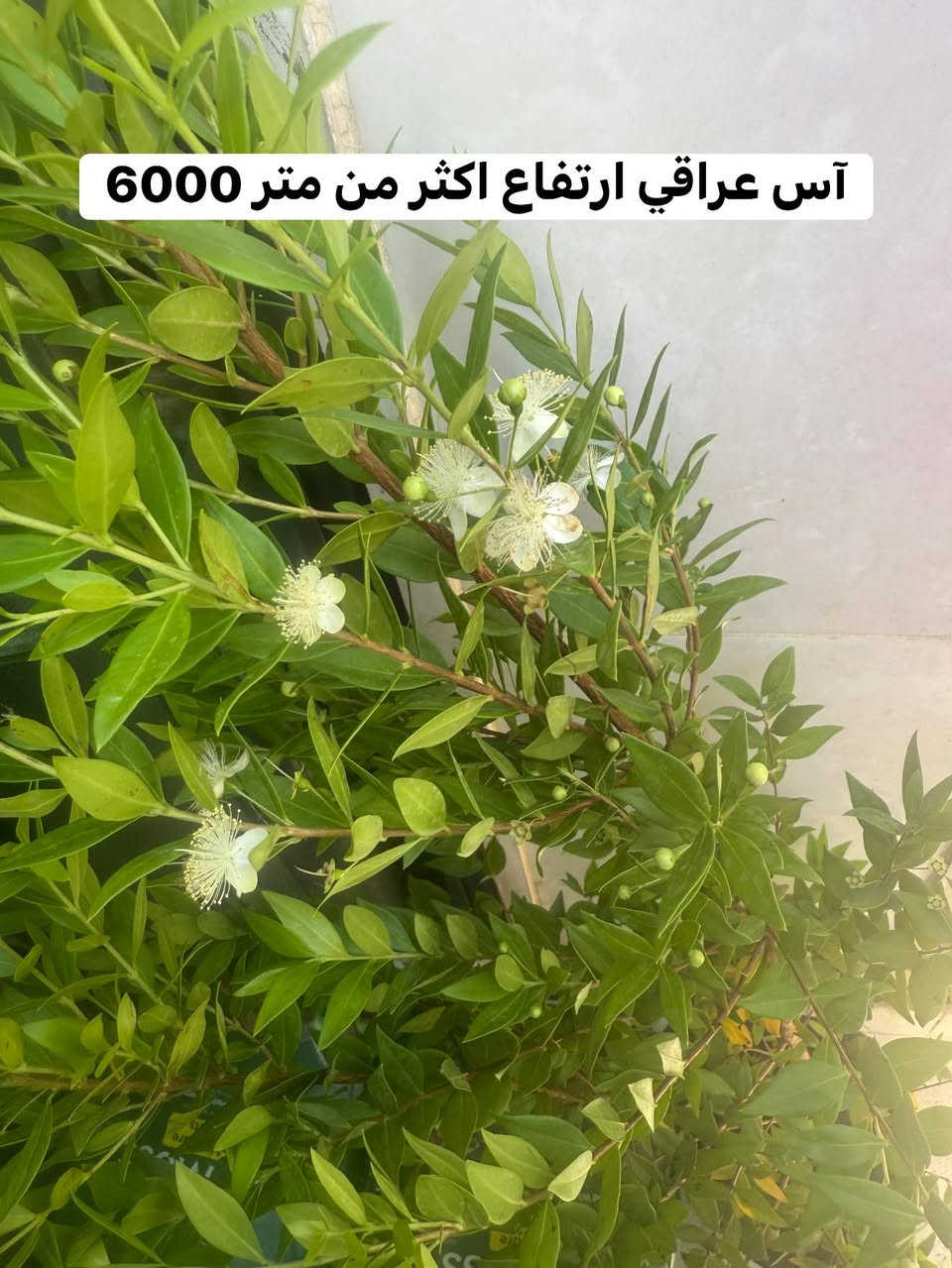 مجموعة من أجمل نباتات الزينه😍🪴 مع الأسعار 
متوفر توصيل لجميع مناطق أربيل 
للمزيد من النباتات تابعوا الأستوري


**إذا كنت صاحب هذا الإعلان وتريد حذفه لأي سبب، رجاءا أرسل رسالة إلى الدعم الفني**