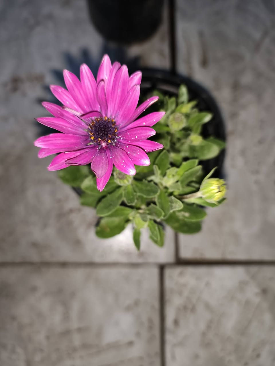 السلام عليكم زبائنه الكرام وصول وجبه من الورد وبعض النبتات✨ الضليه🌷🪴🌲🎄🌿☘️🌵🎍🌳🌴
الورد 1000 
اللبلاب 7000
السجاد 1500
مطاط صغير 5000
عصه موسى صغير 1500
عصى موسى كبير 3000
بيبي روز 2500
عصاري 5000
سبرسج ناعم طولها متر او نص 20000


**إذا كنت صاحب هذا الإعلان وتريد حذفه لأي سبب، رجاءا أرسل رسالة إلى الدعم الفني**