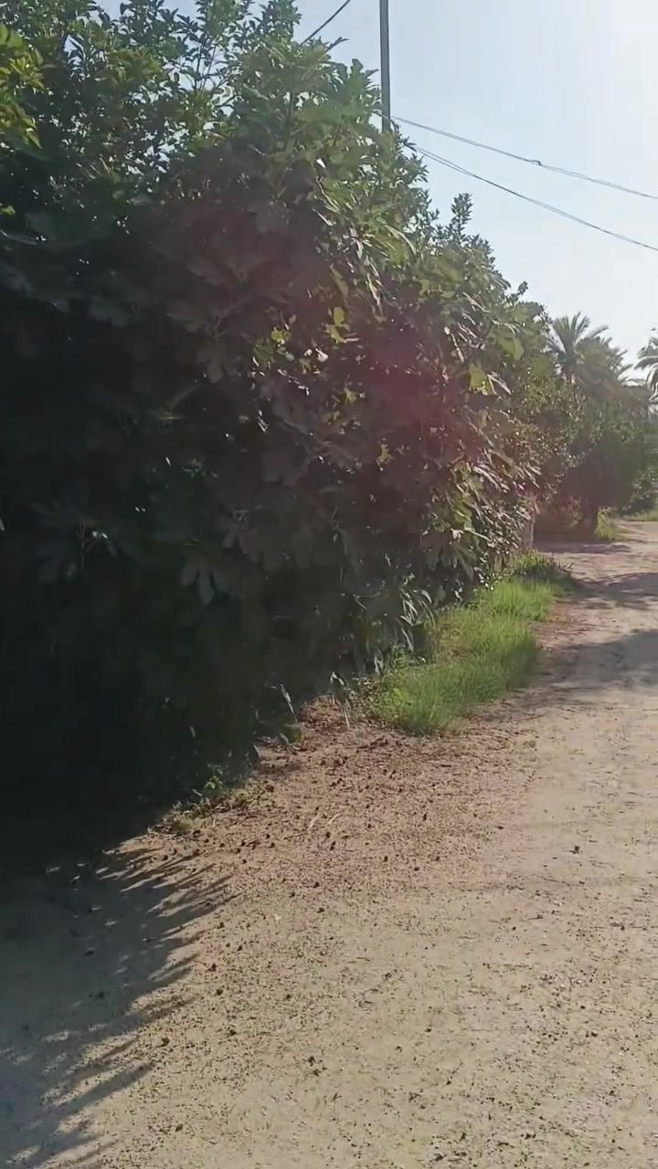 بستان عامره 4دونم معه 4منازل طابو سند 25تحويل  كربلاء طريق البراهميه قرب مجسر البراهميه مباشر على شارع العام 
***********
***********
