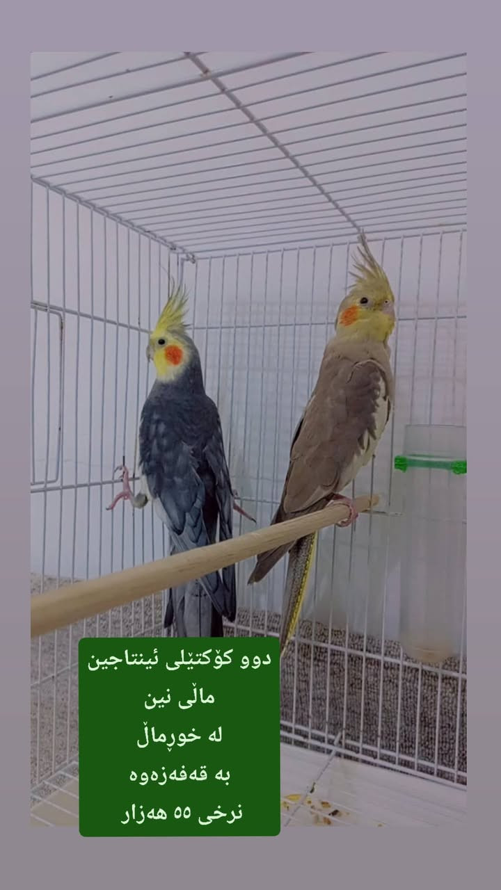 لەهەڵەبجە 
 ,,,,,,,,,,,,,,,,,,,,,,,,,,,,,
ئێوەش هەر كاڵایەكتان هەیە بنێرن🛍️
ئەشیای ناوماڵ 🛏️🪑🛋️🚪
 لەهەرشارێکن🌎
 ناوتان دەرناکەوێت🥷
بەزوترین کات🕰️
بۆتان ئەفرۆشین بەنرخی گونجاوو


**إذا كنت صاحب هذا الإعلان وتريد حذفه لأي سبب، رجاءا أرسل رسالة إلى الدعم الفني**