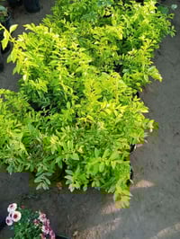 مشتل سيد جلال • ورود وازهار • مقابل كلية كوت