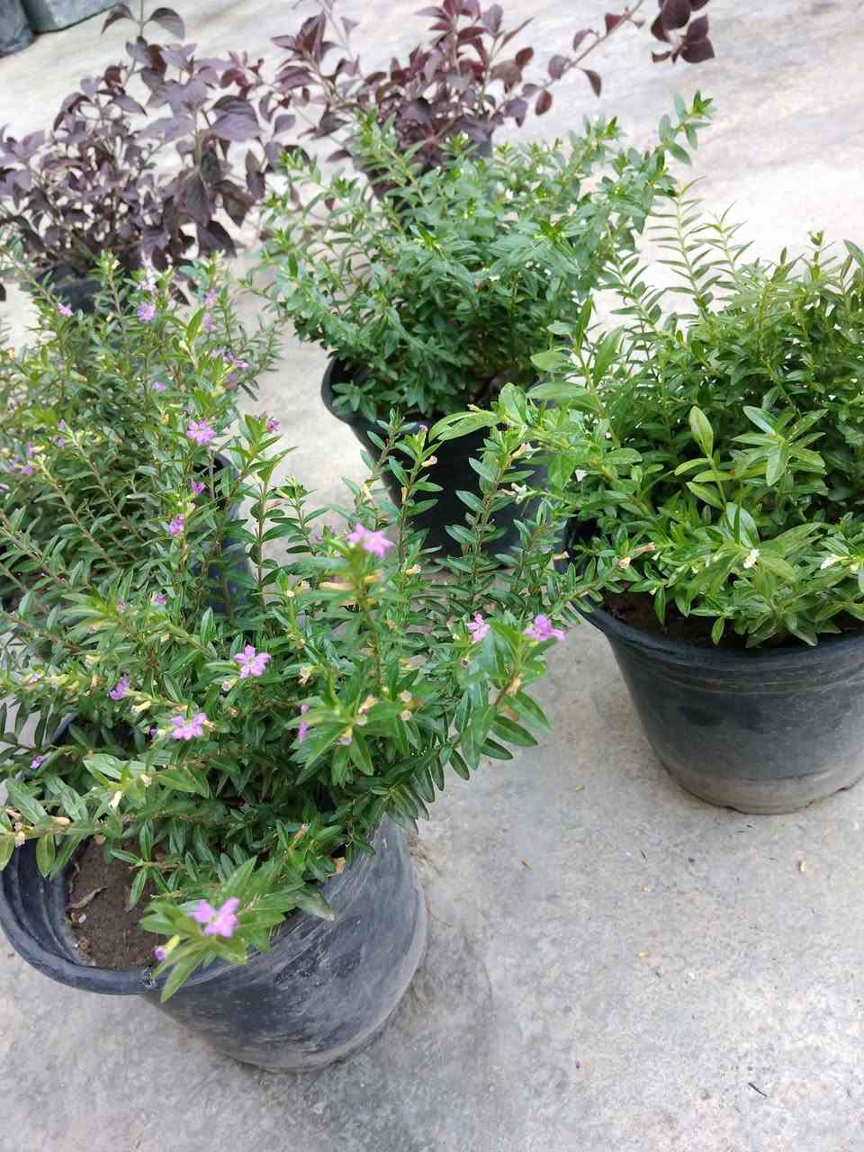 ياس امريكي السعر 3ألاف ثنين ب5🌿
✨ ورود يومية بأجمل الألوان
🚚 توصيل مجاني داخل هبهب
📍 أقرب نقطة دالة: قرب مدخل المجمعات
📩 للطلب مراسلتنا خاص


**إذا كنت صاحب هذا الإعلان وتريد حذفه لأي سبب، رجاءا أرسل رسالة إلى الدعم الفني**