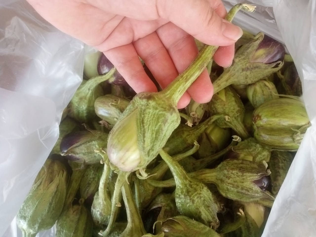 باميه نص كيلو بالف ونص وطرعوزي كيلو بالف روبيه كيلو بالفين   بيتنجان مكدوس كيلو بالف توصيل داخل راوه فقط الف


**إذا كنت صاحب هذا الإعلان وتريد حذفه لأي سبب، رجاءا أرسل رسالة إلى الدعم الفني**