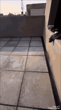 تطبيك كافة الصسطوح والدوار الحكومه بسعار متميزه  حسب طلب الزبون
فلانكوت اماراتي زفت الدورة ماستك الدورة نايلون زراعي عمل شرط استلام مهندس***********//***********
