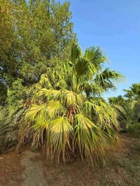 ١٣٥٠م • طابو زراعي • المطار القديم