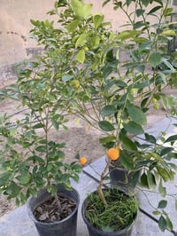 مشتل عبودي • ازهار وشجيرات • عنه الأنبار