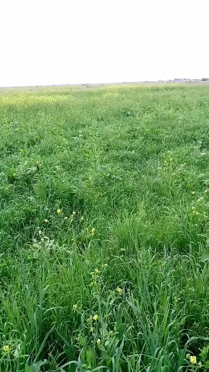 سلام عليكم عندي زرع حش 5دوانن 
الي يريد ينتصل ***********
