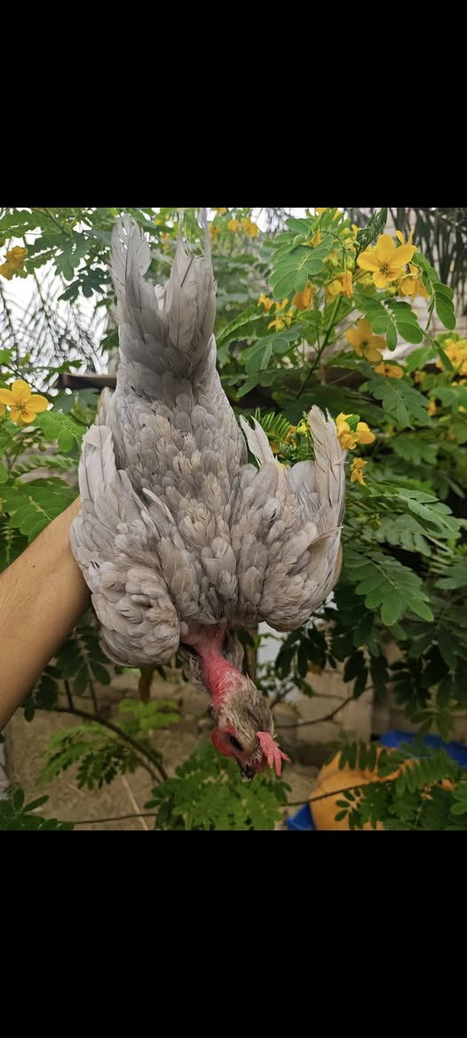 متاح 3 قطع رصاصي ابو ركيبه وحده تبيض وحده كافه وحده فروجه
رصاصي فاتح وحده غامق   الحلال غالي 
 الشــراي يتفضــل خــاص       
مكاني البصره قضاء المدينه الهوير.


**إذا كنت صاحب هذا الإعلان وتريد حذفه لأي سبب، رجاءا أرسل رسالة إلى الدعم الفني**