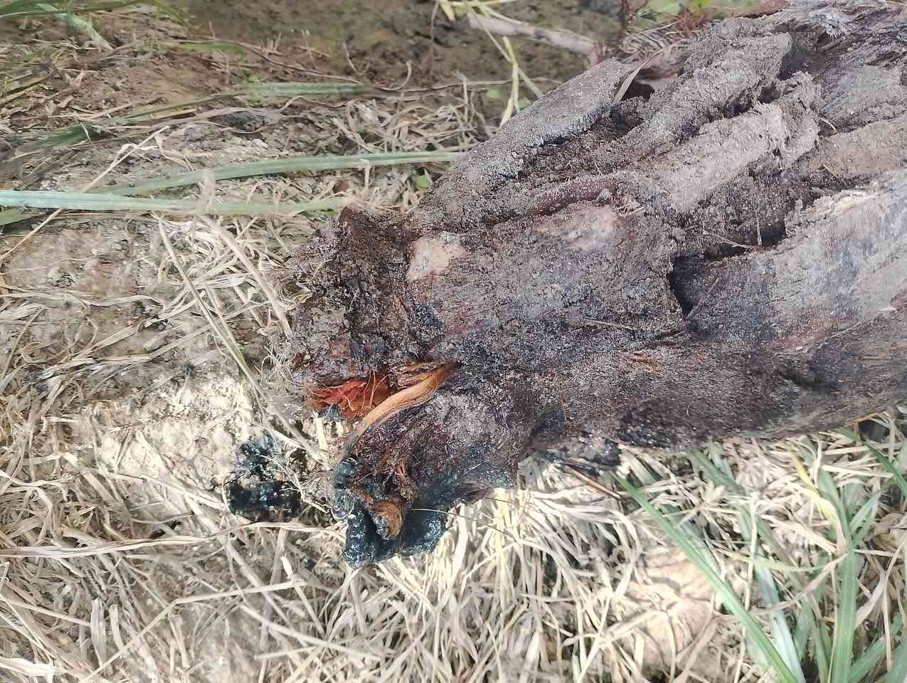 افراخ استعمران العدد 17 صغار وكبار هاي امهن بالصور شلعناها هم للبيع سعر الافراخ واحد بالفين
رقمي 
***********
