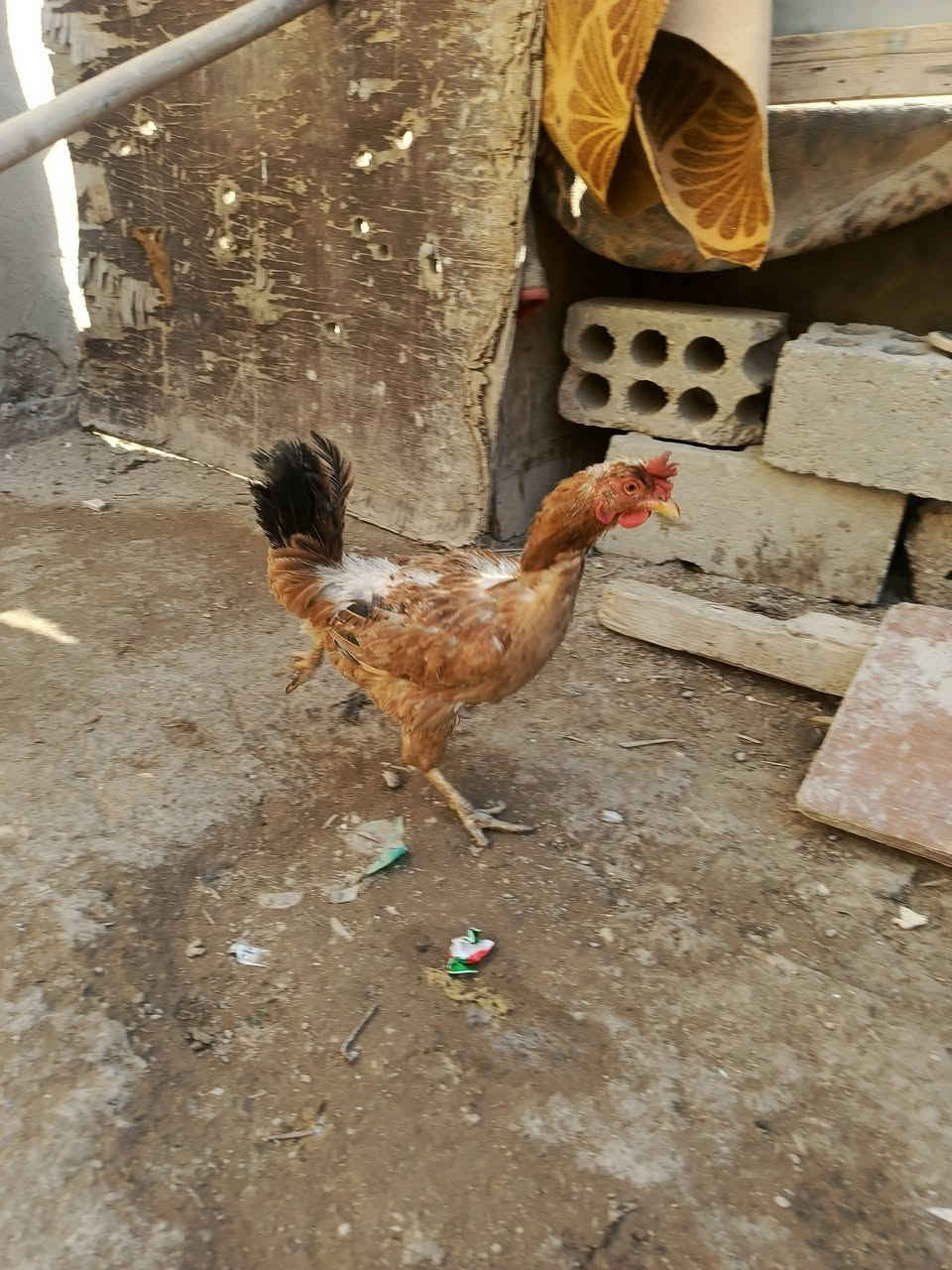 ديج ودجاجتين عرب بياضات مكان المحاويل الشراي يرسلني او يتصل ***********
