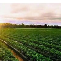 أرض زراعية • ١٠دونم • خلف الإمام التاج