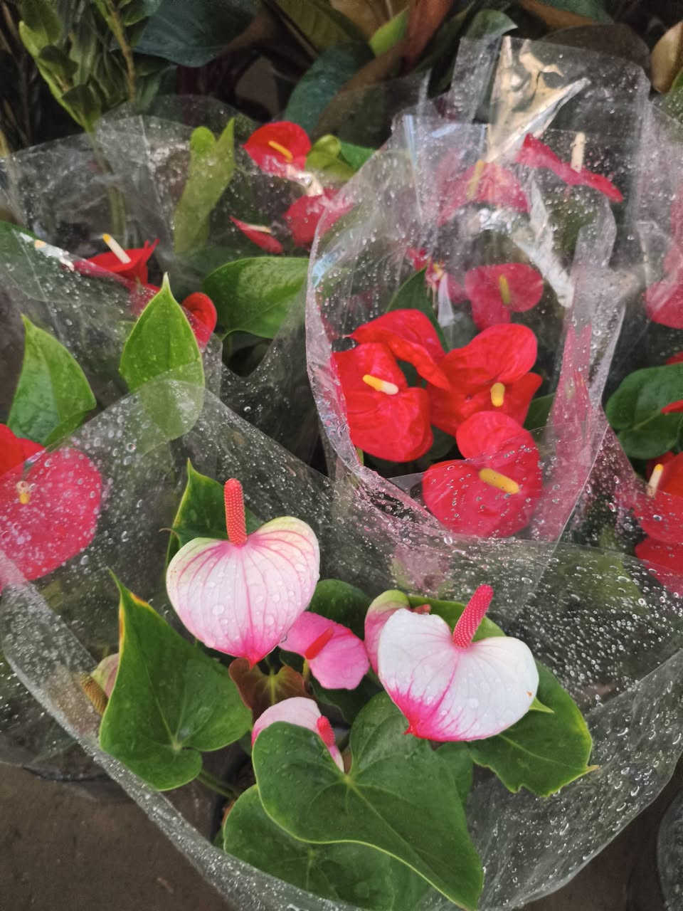 اللهم صلي على محمد وال محمد ❤️
جمعه مباركه عليكم 
تم بعون الله وصول نباتات 
الاشجار الخارجيه والداخليه 
العنوان شهربان حي العصري بصف المستشفى العام


**إذا كنت صاحب هذا الإعلان وتريد حذفه لأي سبب، رجاءا أرسل رسالة إلى الدعم الفني**