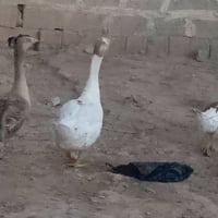 دجاج • فحل • ٣ نثاية