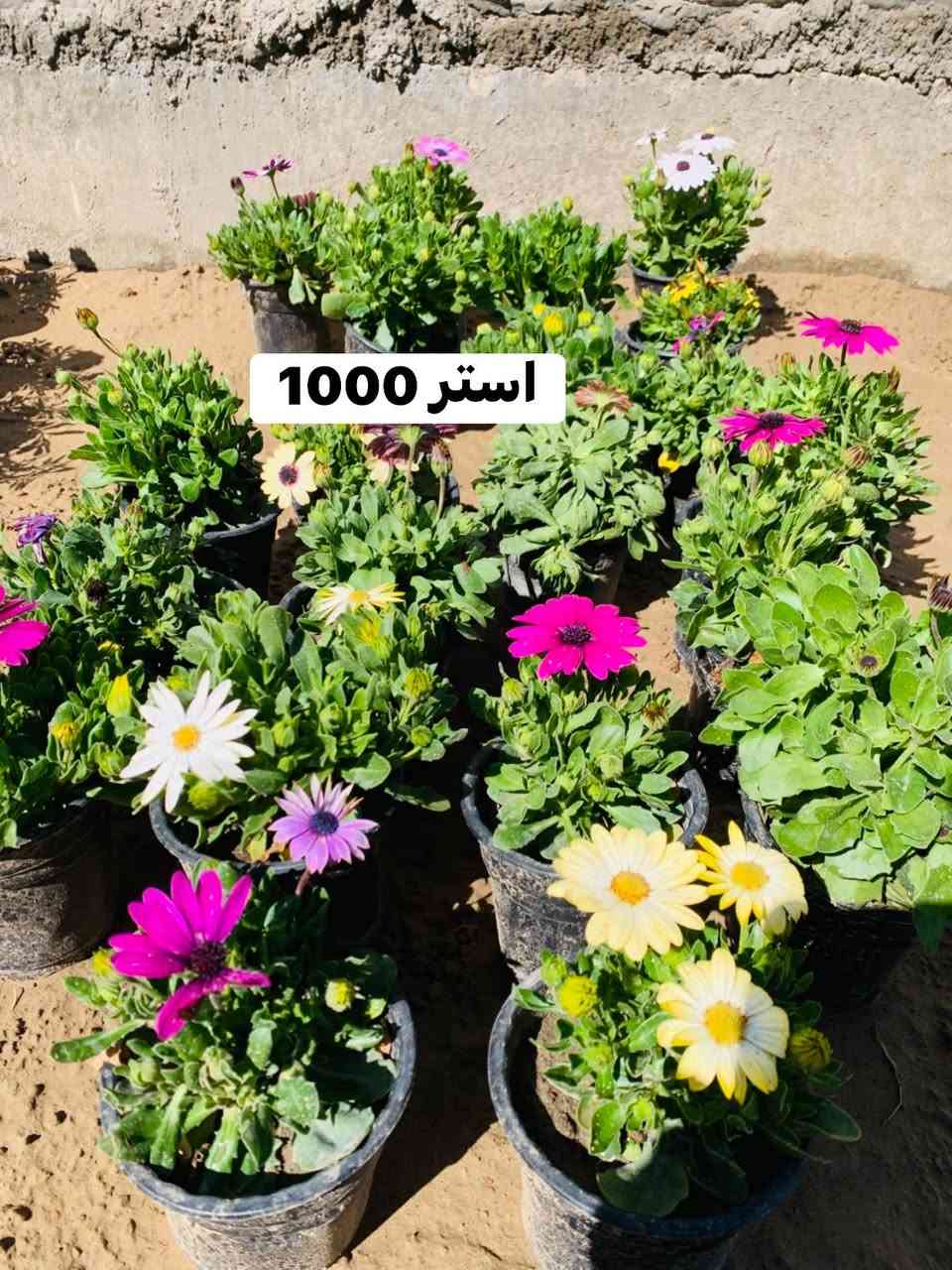 #الاسعار #داخل #صوره


**إذا كنت صاحب هذا الإعلان وتريد حذفه لأي سبب، رجاءا أرسل رسالة إلى الدعم الفني**