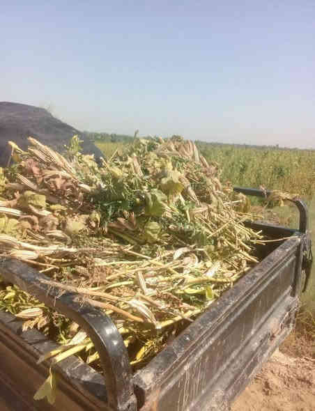 سلام عليكم يالله متاح بذور بانيه بتره درجه أوله متعهد من كلشي عليه وه ايضن يوجد بذور لوبيه بيادر درجه ثانيه هم متعهد من كلشي عليه ملاحظه الصور الي نبات نفسه/ المكان محافظة بابل /قضاء القاسم ع/منطقة الجربوعيه الشراي يتصل على الرقم التالي  ***********  خاص ماه اجاوب اتصال عله الرقم او اتصال واتساب فقط والشراي بي خير ويدلل تاريخ المنشور 2025/11/4 الكميه مفتوحه
