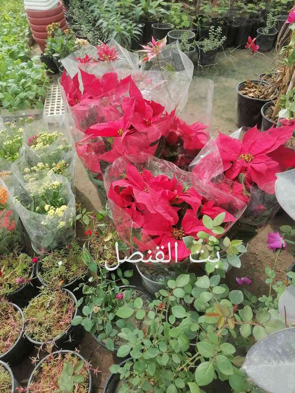 يعلن مشتل غصن الورد عن توفر العديد من الاشجار والورود:
بإدارة:  ابو علاء الحجامي ***********
العنوان: قضاء الفجر / سيطرة الفجر الرئيسية.

كالبتوز حجم وسط وكبير
البيزيا عطرية
اكاسيا مصرية سورنتس
اكاسيا عراقية
جهنمي 3 الوان
بخور
حنة
بمبر
الخطم الساحلي
كاربس
دفلة
زيتون
تكي عراقي
رمان عراقي
سدر حشري
عين البزون
ورد الصباح
صبار التين شوكي
المورنگا الطبية
متسلق ست الحسن.............الخ
