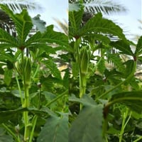 بذور بانيه للبيع 07853762736