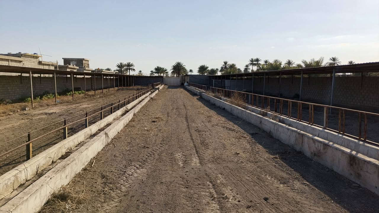 السلام عليكم 
الارض موقعها ابو غريب الشيحه قرب محطه جوهره العدنان تبعد عن الخط السريع حوالي خمس دقائق وعن الغزاليه عشر دقائق مساحه الارض دونمين ونص واقع حال في السند دونمين تحتوي ع حقل ابقار يتسع لاكثر من ٣٠٠بقره والاغنام وايضا يوجد فيها حقل لزراعه الافطر وتحتوي ع غرف للعمال عدد الغرف ٣ بس الغرف بناء عادي  يعني ع كد اداره المزعه لان جانت مخصصه للحيوانات اكرمك الله والماء والكهرباء متوفر فيها والمدرسه قريبه كلش عليها والمسجد مقابيل المزرعه  اما صنف الارض 17 
***********
