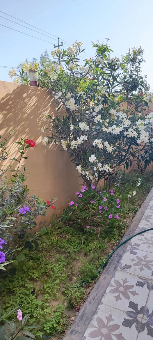دار للبيع في مجمع الزهراء السكني في الديوانية..دور ال٣٠٠ طابقين اربع غرف نوم ركن على حديقة جانبية ومتنزه داخل الفرع..وخدمات كاملة ..يباع نقداً ..السعر١٩٠ وبي مجال 
لمعرفة المزيد يرجى الاتصال بالرقم ***********
