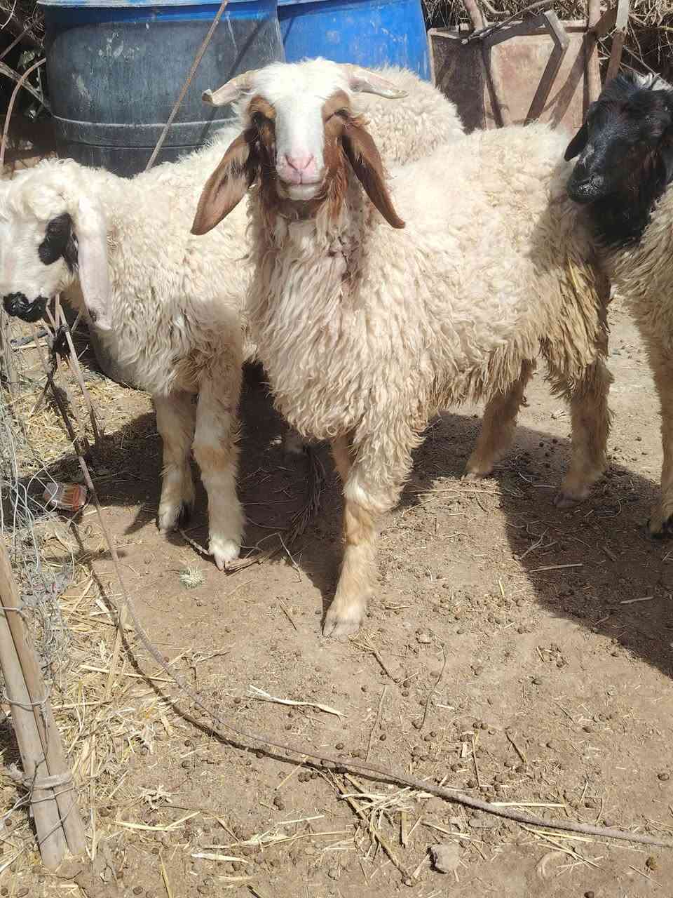 طليان عدد خمسه ذكوره
طليان خشنات وسمان خير من الله 
نضاف مال برر 
مكان ناصريه سيد دخيل 
سعر الواحد 310 
الشراي يتصل ***********
