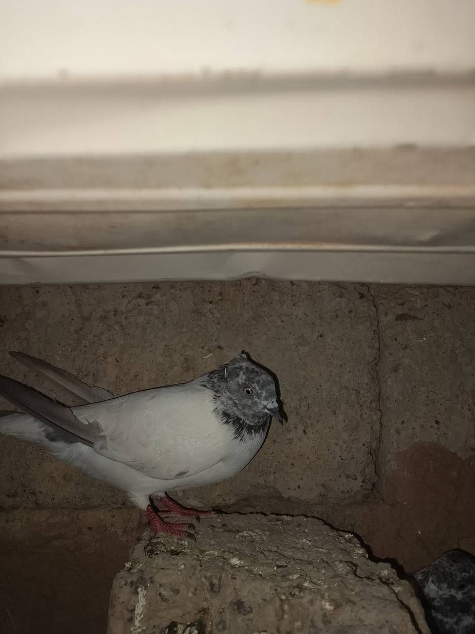 متاح حمام البيع أو مراوس شعندك نزل السعر خاص


**إذا كنت صاحب هذا الإعلان وتريد حذفه لأي سبب، رجاءا أرسل رسالة إلى الدعم الفني**