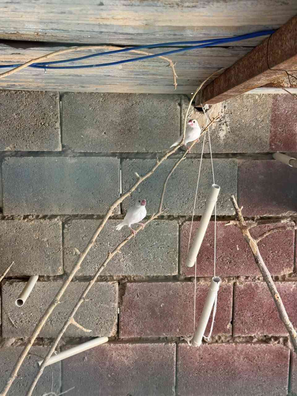 سلام عليكم
اخوان متاح زوج جاوه ابيض مرتبات مال محميه طيور نضيفه وخشنه سعرها ٢٠الف وبيها مجال تواصل خاص او واتساب 

***********

