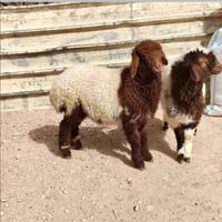 الهم صلي على محمد وآل محمد. سلام عليكم اخوان بيع سريع طليان لبيع عدد ٤...