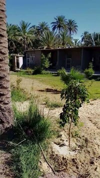 بستان مساحة دونم و800متر طابو زراعي تحويل اسهم  شارع بغداد عامود54جه ا...