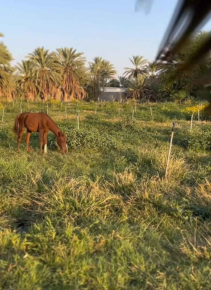 مزرعة للايجار فيها جميع الحيوانات تقريبًا واسطبل خيل


**إذا كنت صاحب هذا الإعلان وتريد حذفه لأي سبب، رجاءا أرسل رسالة إلى الدعم الفني**